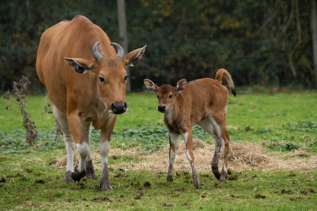 Marwell Zoo has welcomed an Endangered female banteng calf to its herd and keepers have chosen to call her Pumpkin because she was born on October 31, 2023. 
Picture: Marwell Zoo