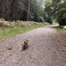 Dog walkers in Fareham will be asked to pick up their dog’s poo or face council action under a new rule. Photo: Maya George