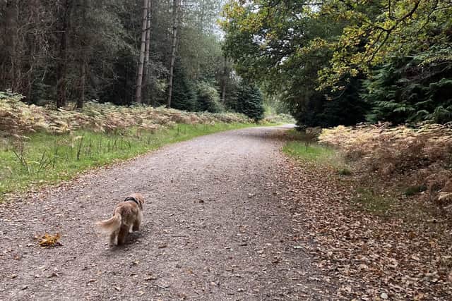 Dog walkers in Fareham will be asked to pick up their dog’s poo or face council action under a new rule. Photo: Maya George