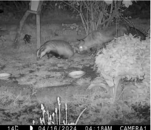 Badgers on Military Road site in 2024 c) Ronald Dadswell