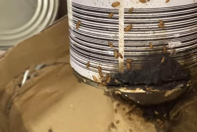 Maggots were spotted in the tin at the Aldi store
