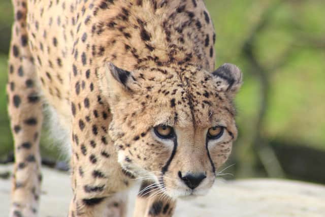 A photography exhibition put together by The Harbour School is available to view at Portsmouth Central Library. Pictured: Image of a Cheetah by one of the pupils