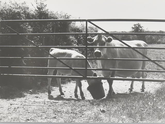 Pictured is: North of Westbourne in 1989.