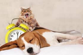 We'll get an extra hour in bed - unless you have pets demanding their morning food. Picture: Adobe Stock