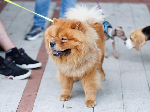 Whiteley shopping centre was visited by many people with their dogs on Saturday. Picture:Marcin Jedrysiak
