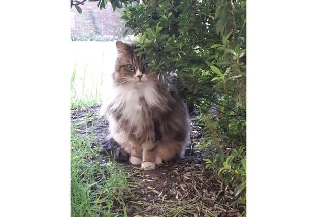 Rosie went missing in Southsea five years ago and was recently found by Second Chance Portsmouth Cats, who managed to reunite her with her previous owners thanks to information on her microchip