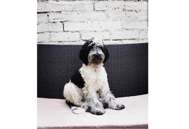 Oreo, the ambassadog for the Pawsmouth Dog Awards run by Pet Connect UK