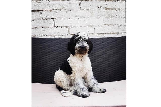 Oreo, the ambassadog for the Pawsmouth Dog Awards run by Pet Connect UK
