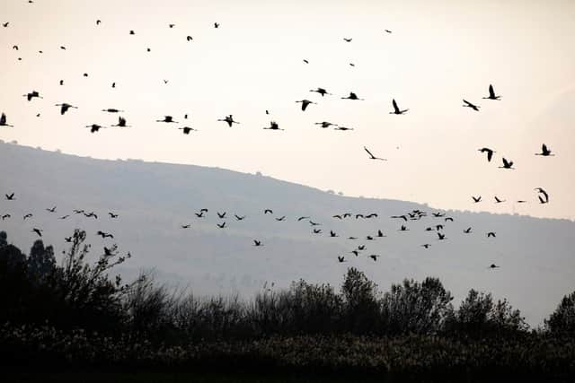 Bird flu. Picture: JALAA MAREY/AFP via Getty Images
