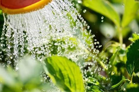 To make sure that your plants absorb water thoroughly, it is best to water plants early in the morning as it gives the soil the best opportunity to absorb the water before it gets hot. If you water late in the evening, it is more likely to cause the production of fungi.