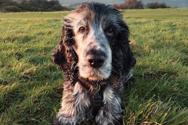 Hearing dog Griff basking in the evening sunshine