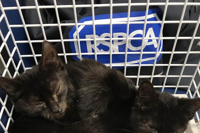 Kittens found in Southsea by the RSPCA