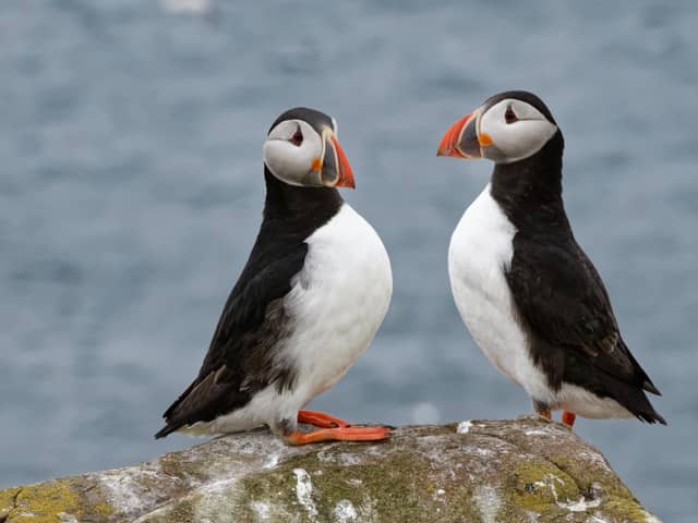 Beautiful scenes show first puffins return to Northumberland's Farne Islands.