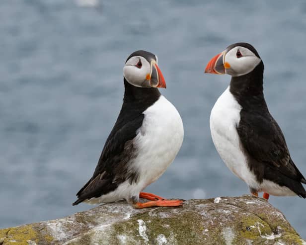 Beautiful scenes show first puffins return to Northumberland's Farne Islands.