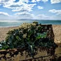 Sea kale on Eastoke beach, Hayling Island by Tom Bennett.