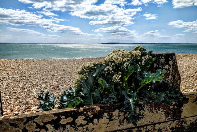 Sea kale on Eastoke beach, Hayling Island by Tom Bennett.