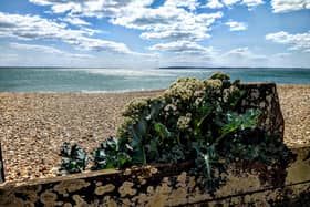 Sea kale on Eastoke beach, Hayling Island by Tom Bennett.