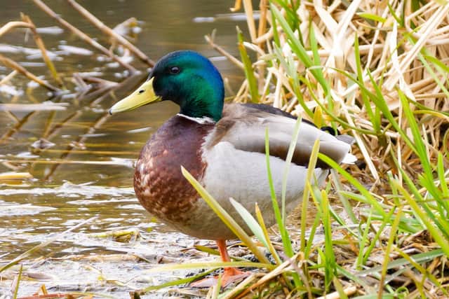 A drake mallard duck Picture: Graeme Stark