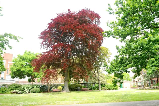 Victoria Park in Portsmouth is set to undergo a £2m re-development.
Picture: Sarah Standing (060519-8154)