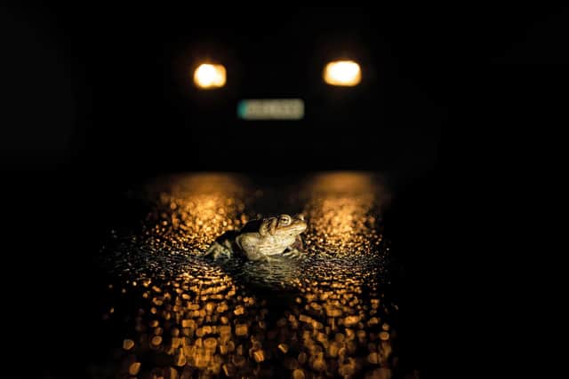 Undated handout photo issued by South Downs National Park Authority of 'Toad In The Road' by Peter Brooks which won the South Downs Nature at Night category. The image was taken near Cuckmere Haven, in East Sussex. Mr Brooks said: "I took this particular image to highlight the dangers toads face when migrating back to their breeding ponds". Issue date: Thursday February 2, 2023.:Milky Way GV