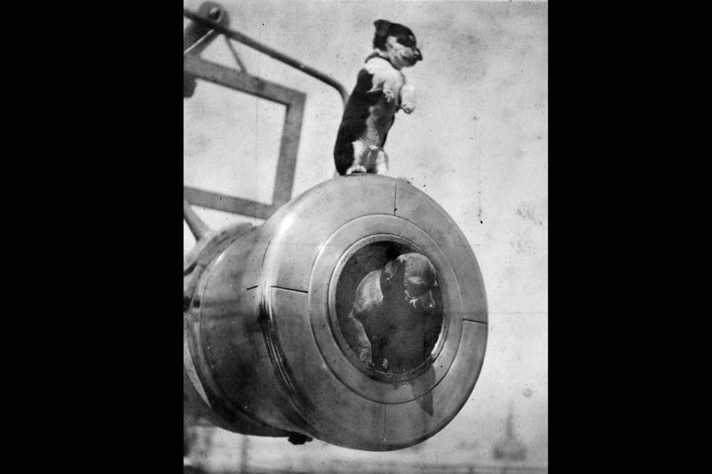 Two of the ships pets standing in and on the muzzle of the 9.4inch guns. HMS Leviathan 1906.
