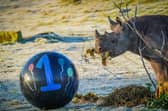 Extremely rare baby rhino celebrates 1st birthday in adorable video