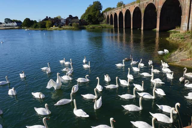 Swans on Fareham Creek, where an outbreak of bird flu has been confirmed.