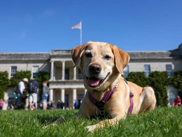 A Labrador at Goodwoof 2024. Picture: Matt Alexander/PA Media Assignments