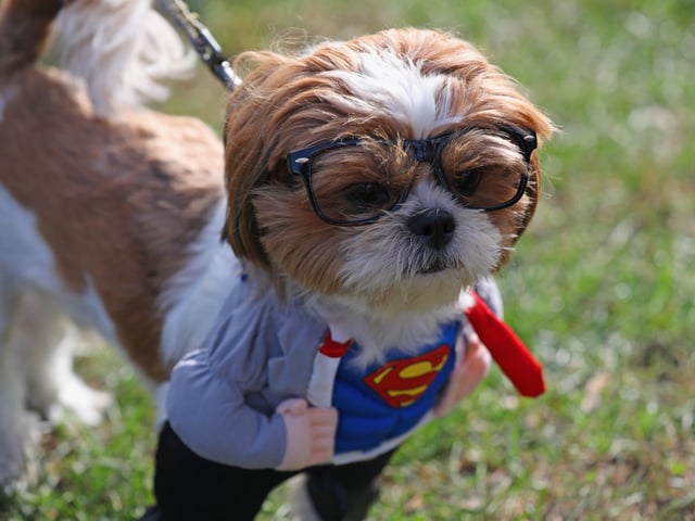 A Shih Tzu will set you back around £1,000 on average. (Photo by Bruce Bennett/Getty Images)