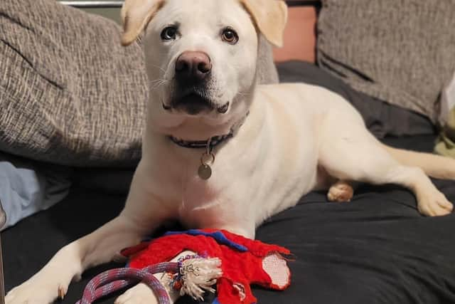 RSPCA The Stubbington Ark is looking for new homes for Kevin and Chester.
Pictured: Kevin