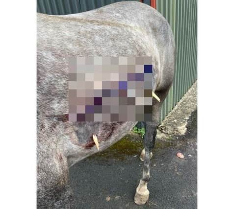 The horse was chased around the paddock by the mongrel and lacerated itself on a gate latch.