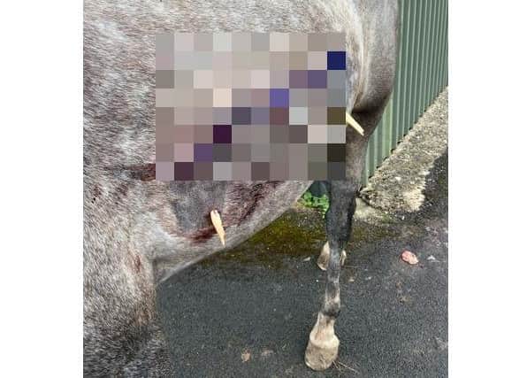 The horse was chased around the paddock by the mongrel and lacerated itself on a gate latch.