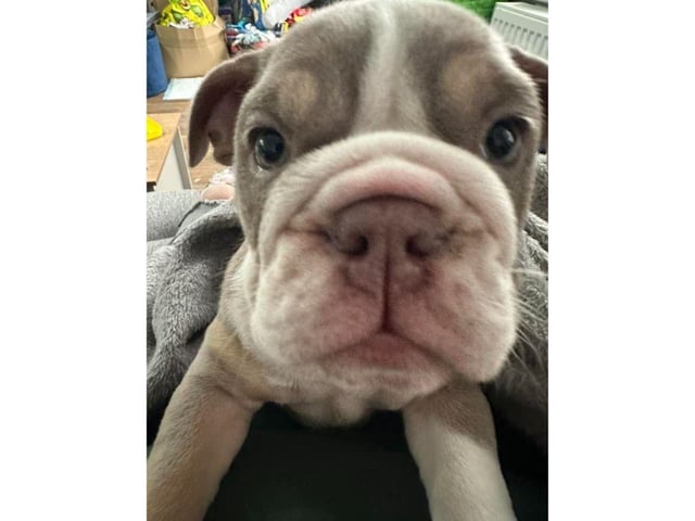 How beautiful is this picture of Kelly Wallis-tennant's bulldog puppy.