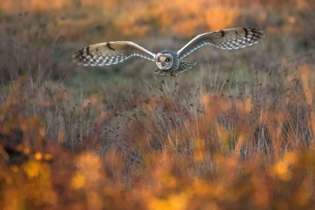 An owl in the Hampshire countryside