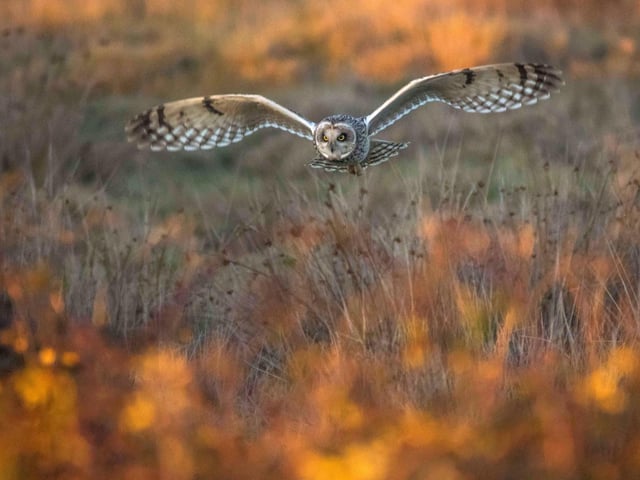 An owl in the Hampshire countryside