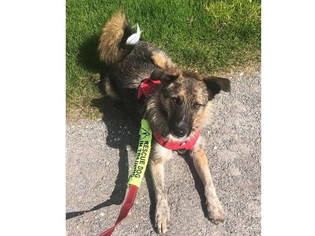 Stanlee is a 2-year-old collie cross girl. Around 17kg. She is exceptionally smart and enjoys learning. Please read her advert very carefully. She will now be looking for a home with someone who has some experience with rescue dogs and/or interest in dog sports. Stanlee will thrive doing agility, Hoopers, heel work, trick training, Canix or similar. She is an exceptionally smart dog and needs an equally smart owner. She has completed a two-day scent work course and is progressing into the next agility course. Stanlee has been trained with clicker. She will also work on a marker word. This girl works for dust, she is exceptionally motivated. She’s come such a long way since being surrendered and she’s now ready to find her forever home. She can be anxious around new people initially. She sees strangers and will sometimes bark. This is all fear based, she is worried about their intentions. She is wary of strangers coming into the home and will bark to begin with, but this quickly changes. She has learned to go quietly to her bed where she knows she is safe. We are now in a position where Stanlee can learn to like people quite quickly, in just a couple of sessions at her pace. This makes her unsuitable for a home with young children. She would be ideally suited to a home with another playful male dog though could be an only dog. The adoption fee is £225 and to see what this cost includes, visit the charity's website.