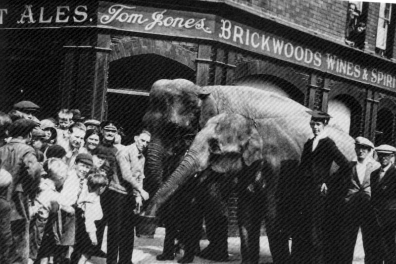 Elephants at The Elephant & Castle, Sultan Road, Stamshaw 1930