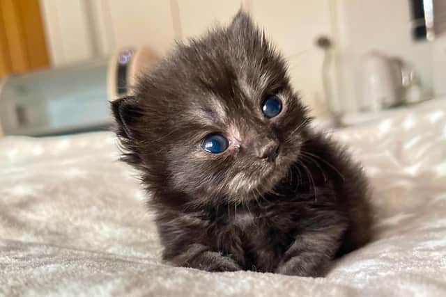 Tiny kitten Winston was rescued by The Cat Welfare Group when he was abandoned by his mother, and volunteers gave him round-the-clock care