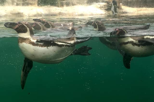 The Humboldt penguins at Marwell Zoo taken in 2019 by Rich Gunter from Hilsea.
