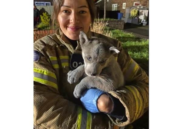 Five dogs were rescued from the property, including this French Bulldog. Picture: Hampshire and Isle of Wight Fire and Rescue Service.
