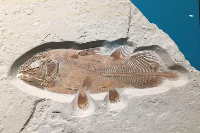 The fossiled remains of the giant fish.