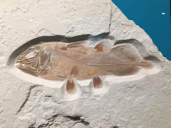 The fossiled remains of the giant fish.