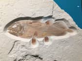 The fossiled remains of the giant fish.