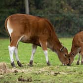 Marwell Zoo has welcomed an Endangered female banteng calf to its herd and keepers have chosen to call her Pumpkin because she was born on October 31, 2023. 
Picture: Marwell Zoo