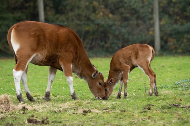Marwell Zoo has welcomed an Endangered female banteng calf to its herd and keepers have chosen to call her Pumpkin because she was born on October 31, 2023. 
Picture: Marwell Zoo