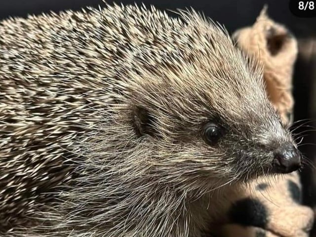 Piper the hedgehog has found his forever home after finding himself is a pickle.
