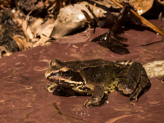 This slippery customer was seen in Melanie Thorne Waterlooville garden.