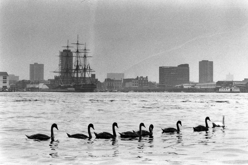 Portsmouth harbour swans 12th Septemeber 1989. The News (2511-2)