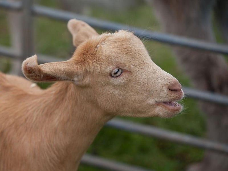 From Monday 12 to Saturday 17, families will be able to visit Fort Nelson’s mobile petting farm, with animals such as sheep, goats and rabbits. Children will also get to enjoy crafting activities, free face painting and a trail around the fort, with refreshments available for adults in the visitor centre. You can find all the details here: https://royalarmouries.org/fort-nelson/whats-on/farm-at-the-fort.