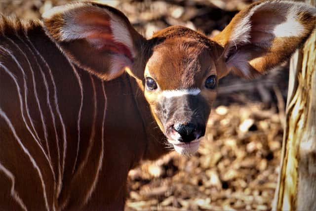 Critically endangered mountain bongo born at Marwell Zoo. The zoo has announced reopening plans after being given the green light from the government.